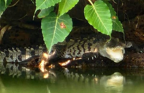 കുളത്തിൽ കണ്ടെത്തിയ പുതിയ മുതല/ ഫെയ്സ്ബുക്ക്