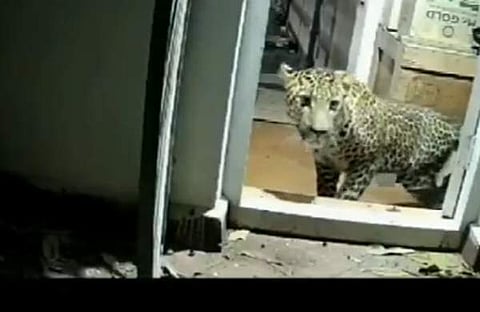 വീട്ടിനുള്ളിൽ പുലി കയറുന്ന ദൃശ്യം, എഎൻഐ