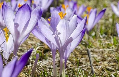 കുങ്കുമം