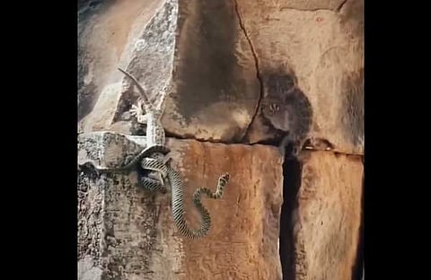 പാമ്പിന്റെ പിടിയിൽ നിന്ന് കൂട്ടുകാരനെ രക്ഷിക്കാനുള്ള പല്ലിയുടെ ശ്രമം