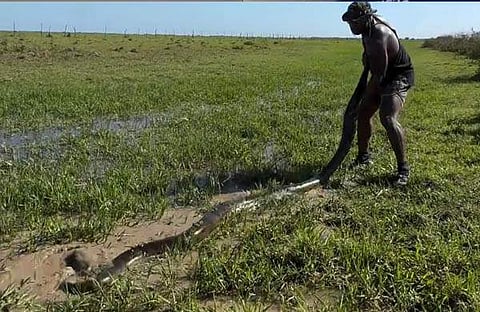 അനക്കോണ്ടയെ പിടിക്കുന്ന ദൃശ്യം/ ഇന്‍സ്റ്റഗ്രാം