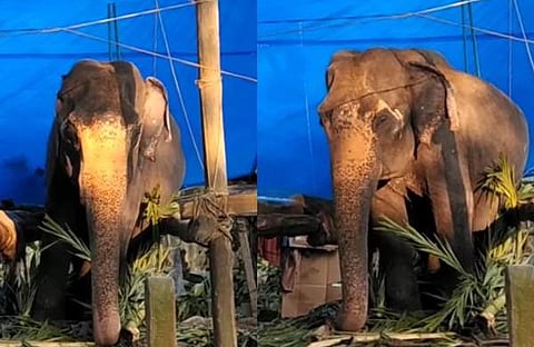 ഗജമുത്തശ്ശി താര/ വിഡിയോ സ്ക്രീൻഷോട്ട്