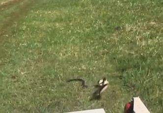 കൊത്താന്‍ പാഞ്ഞടുക്കുന്ന പാമ്പിന്റെ ദൃശ്യം