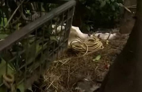 കടുവ ആക്രമിച്ച പശു/ ടിവി ദൃശ്യം