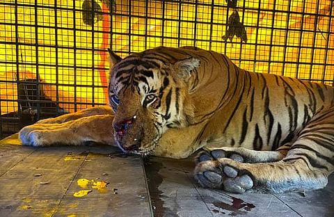 കൂട്ടിലകപ്പെട്ട കടുവ/ എക്സ്പ്രസ് ചിത്രം