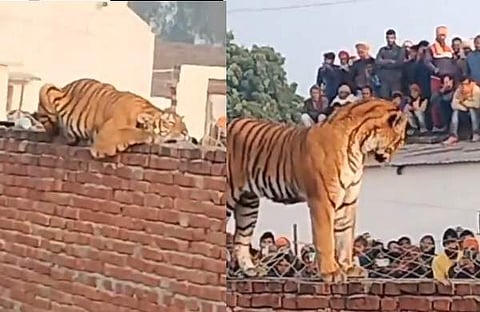 മതിലിൽ ഇരിപ്പുറപ്പിച്ച കടുവയുടെ ദൃശ്യം