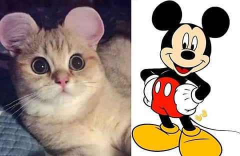 ചൈനയിൽ ട്രെൻഡിങ് ആയി  'മിക്കി ഇയർ' ശസ്ത്രക്രിയ/ എക്‌സ്