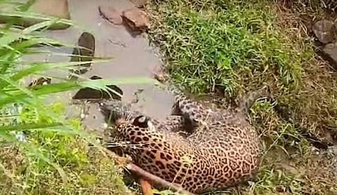 പനമരത്ത് തോട്ടില്‍ വീണുകിടക്കുന്ന നിലയില്‍ പുള്ളിപ്പുലി