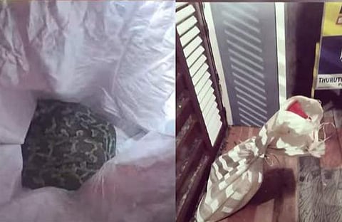 പെരുമ്പാമ്പിനെ ചാക്കിൽ കെട്ടി പഞ്ചായത്ത് മെമ്പറുടെ വീട്ടുമുറ്റത്ത് തള്ളി/ ടെലിവിഷൻ സ്ക്രീൻഷോട്ട്