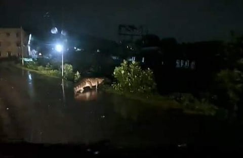 ചെന്നൈ ന​ഗരത്തിൽ റോഡിൽ മുതല ഇറങ്ങിയപ്പോൾ, സ്ക്രീൻഷോട്ട്