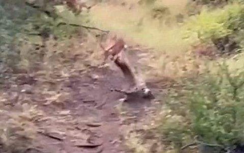 മാനിനെ ലക്ഷ്യമാക്കി ചാടുന്ന പുലിയുടെ ദൃശ്യം