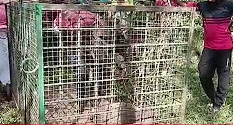 വനം വകുപ്പ് സ്ഥാപിച്ച കൂട്/ ടെലിവിഷൻ ദൃശ്യം