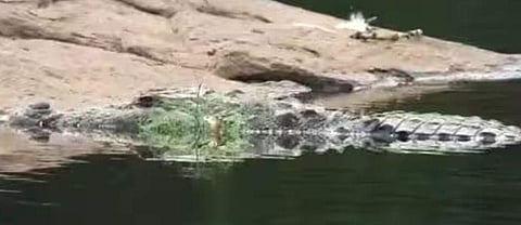 ചീങ്കണ്ണി വല കുടുങ്ങിയ നിലയില്‍/ ടിവി ദൃശ്യം