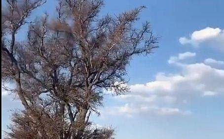 കുരങ്ങന്റെ പിന്നാലെ കുതിക്കുന്ന പുലിയുടെ ദൃശ്യം