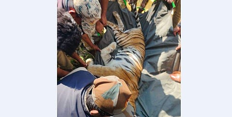 കടുവയെ മയക്കുവെടിവെച്ച് പിടികൂടിയപ്പോള്‍, ട്വിറ്റര്‍