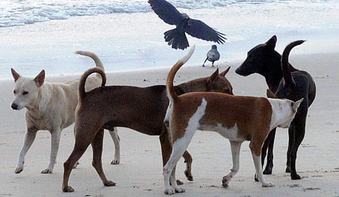 പ്രതീകാത്മക ചിത്രം