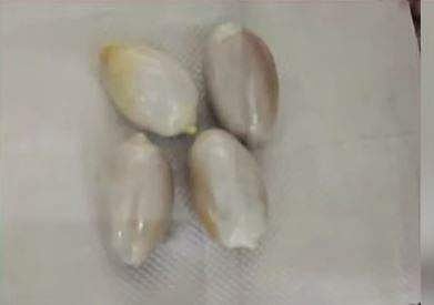 കൊച്ചി വിമാനത്താവളത്തില്‍ പിടികൂടിയ സ്വര്‍ണം