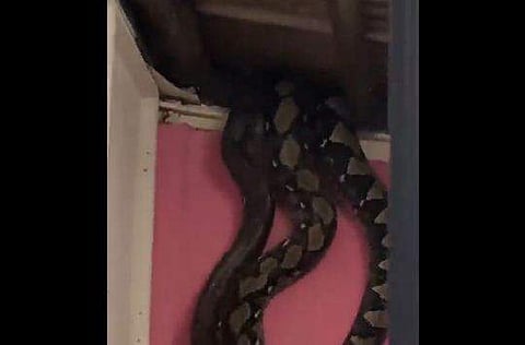 മേല്‍ക്കൂര തകര്‍ന്ന് കൂട്ടത്തോടെ പെരുമ്പാമ്പുകള്‍ താഴേക്ക് വീഴുന്ന ദൃശ്യം