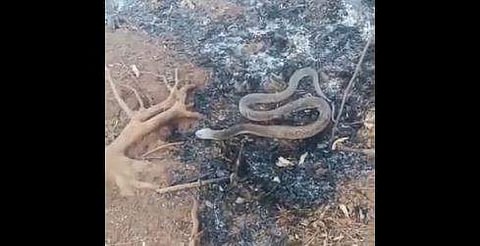 വീഡിയോ ​ദൃശ്യം