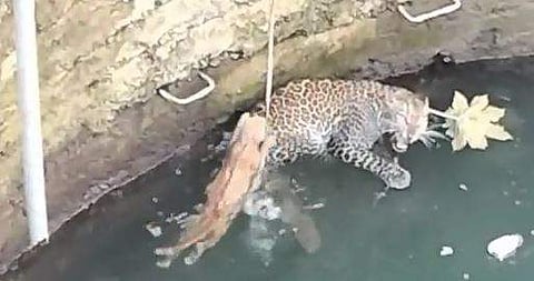 പുലിയെ പ്രകോപിപ്പിക്കാന്‍ ശ്രമിക്കുന്ന പൂച്ചയുടെ ദൃശ്യം