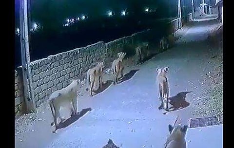 തെരുവിലൂടെ നടന്നുനീങ്ങുന്ന സിംഹക്കൂട്ടം