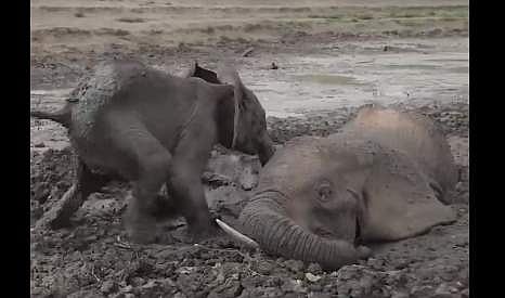 ചെളിയില്‍ പൂണ്ടുപോയ കുട്ടിയാനയും അമ്മയാനയും