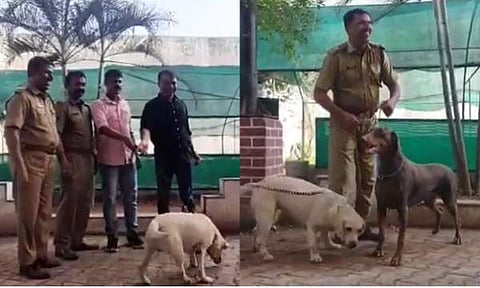 നായകളെ ഇബ്രാഹിമിന് കൈമാറി/ ചിത്രം സ്‌ക്രീൻഷോട്ട്