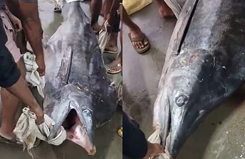 പൊന്നാനി ഹാർബറിലെ മത്സ്യത്തൊഴിലാളികളുടെ വലയിൽ കുടുങ്ങിയ കട്ട കൊമ്പൻ/ വിഡിയോ സ്ക്രീൻഷോട്ട്