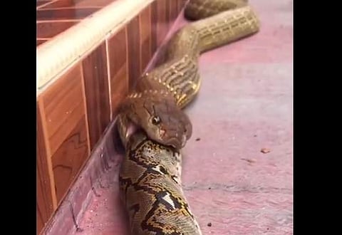 പെരുമ്പാമ്പിനെ വിഴുങ്ങുന്ന രാജവെമ്പാലയുടെ ദൃശ്യം