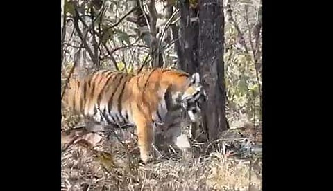 കടുവയും പുലിയും നേര്‍ക്കുനേര്‍ വന്ന ദൃശ്യം