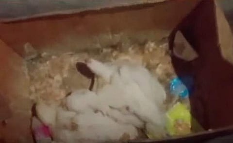 പിടിച്ചെടുത്ത ഇറച്ചി കോഴികൾ/ ടെലിവിഷൻ ദൃശ്യം