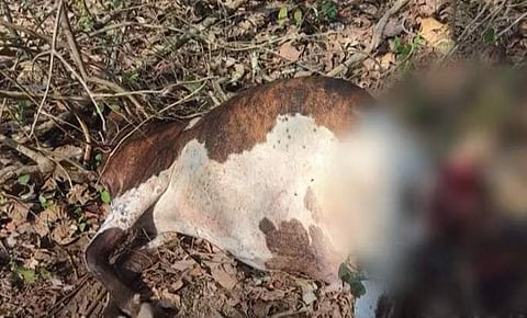 പശുവിനെ പുലി ആക്രമിച്ച നിലയില്‍, സ്‌ക്രീന്‍ഷോട്ട്‌