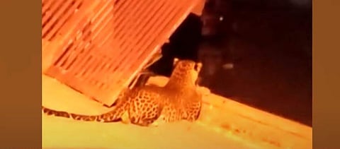 പുലിയുടെ സിസിടിവി ദൃശ്യത്തില്‍ നിന്ന്