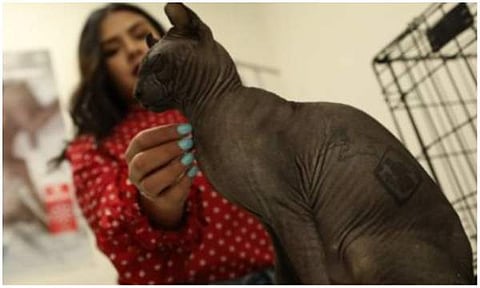 ക്രിമിനൽ സംഘത്തിൽ നിന്നും രക്ഷപ്പെടുത്തിയ പൂച്ച/ ചിത്രം എഎഫ്പി