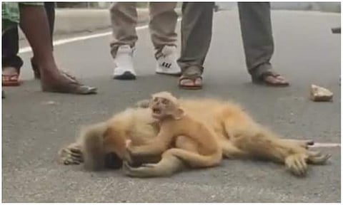 അമ്മക്കുരങ്ങിനെ കെട്ടിപ്പിടിച്ച് കരയുന്ന കുഞ്ഞ്/ ചിത്രം ട്വിറ്റർ