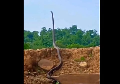 രാജവെമ്പാലയുടെ ദൃശ്യം