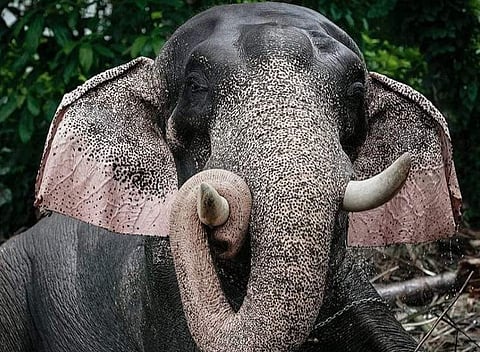 ഒളരിക്കര കാളിദാസന്‍, ഫെയ്‌സ്ബുക്ക്‌