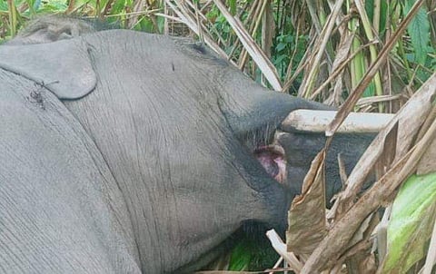 സി​ഗരറ്റ് കൊമ്പൻ മരിച്ചനിലയിൽ/ ചിത്രം; ഫെയ്സ്ബുക്ക്