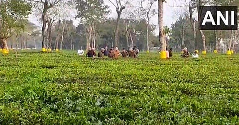 പൊലീസ് തേയിലത്തോട്ടത്തില്‍ പരിശോധന നടത്തുന്നു/ എഎന്‍ഐ