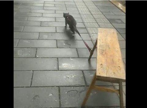 ബെഞ്ച് വലിച്ചിഴച്ച് കൊണ്ട് നടന്നുപോകുന്ന പൂച്ചയുടെ ദൃശ്യം