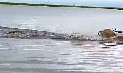 മാനിന്റെ പിന്നാലെ നീന്തുന്ന മുതലയുടെ ദൃശ്യം