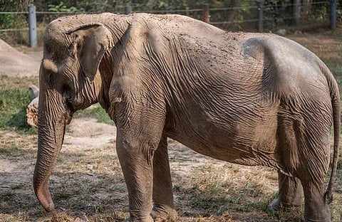 വൈല്‍ഡ്‌ലൈഫ് ഫ്രണ്ട്‌സ് ഫൗണ്ടേഷന്‍ തായ്‌ലന്‍ഡ് ഇൻസ്റ്റ​ഗ്രാമിൽ പങ്കുവച്ച ചിത്രം