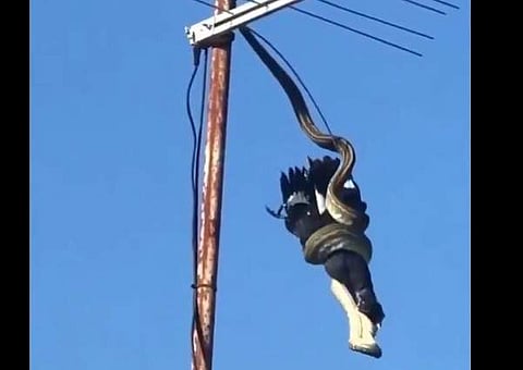 കാക്കയെ ചുറ്റിവരിഞ്ഞിരിക്കുന്ന പാമ്പിന്റെ ദൃശ്യം