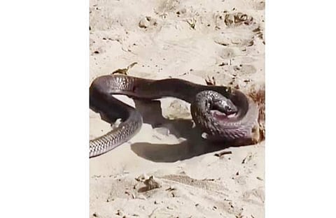 മൂര്‍ഖനും കീരിയും തമ്മിലുള്ള പോരാട്ടം, സ്‌ക്രീന്‍ഷോട്ട്‌