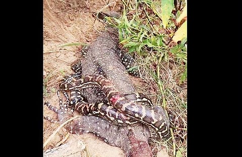 പെരുമ്പാമ്പും ഉടുമ്പും തമ്മിലുള്ള പോരാട്ടത്തിന്റെ ദൃശ്യം