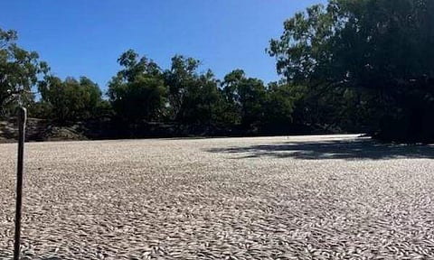 നദിയില്‍ ചത്തുപൊന്തിയ മത്സ്യങ്ങള്‍/ട്വിറ്റര്‍