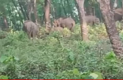 പാലപ്പിള്ളിയിൽ ആനകൾ കൂട്ടത്തോടെ തമ്പടിച്ച നിലയിൽ, സ്ക്രീൻഷോട്ട്