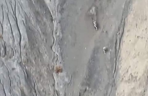 മലഞ്ചെരുവില്‍ ഇരയ്ക്ക് പിന്നാലെ ഹിമപ്പുലി