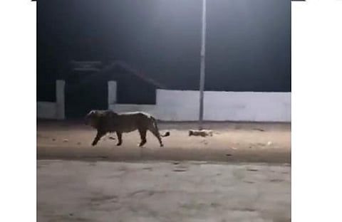 ഗുജറാത്തിലെ ജനവാസകേന്ദ്രത്തില്‍ സിംഹം ഇറങ്ങിയപ്പോള്‍