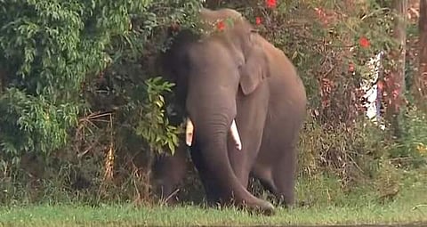 അരിക്കൊമ്പൻ/ ടെലിവിഷൻ ദൃശ്യം